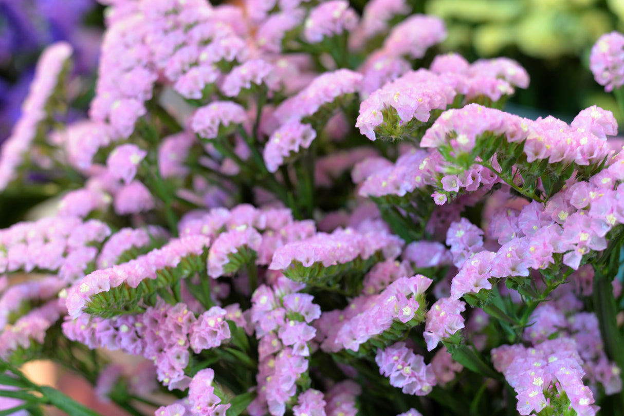 50 Pacific Mix STATICE (Sea Lavender) Mixed Colors Limonium Sinuatum Flower Seeds