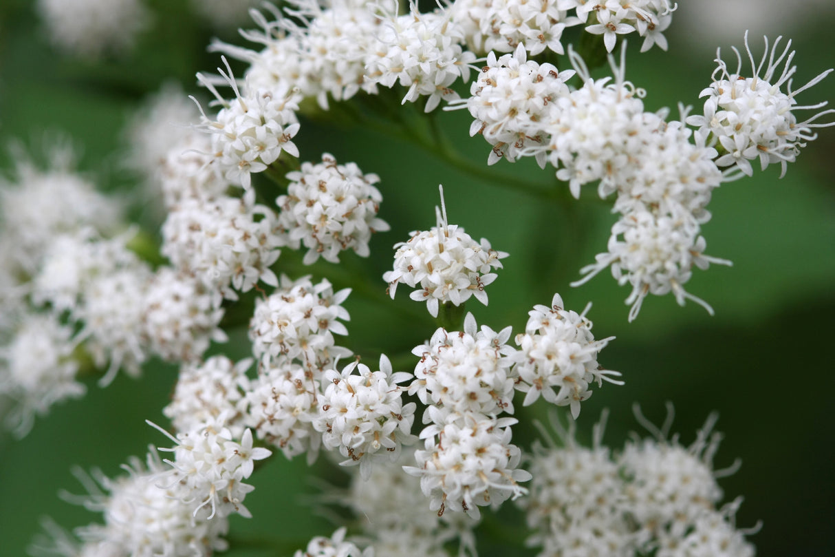 50 CHOCOLATE Joe PYE WEED Eupatorium Rugosum Flower Seeds