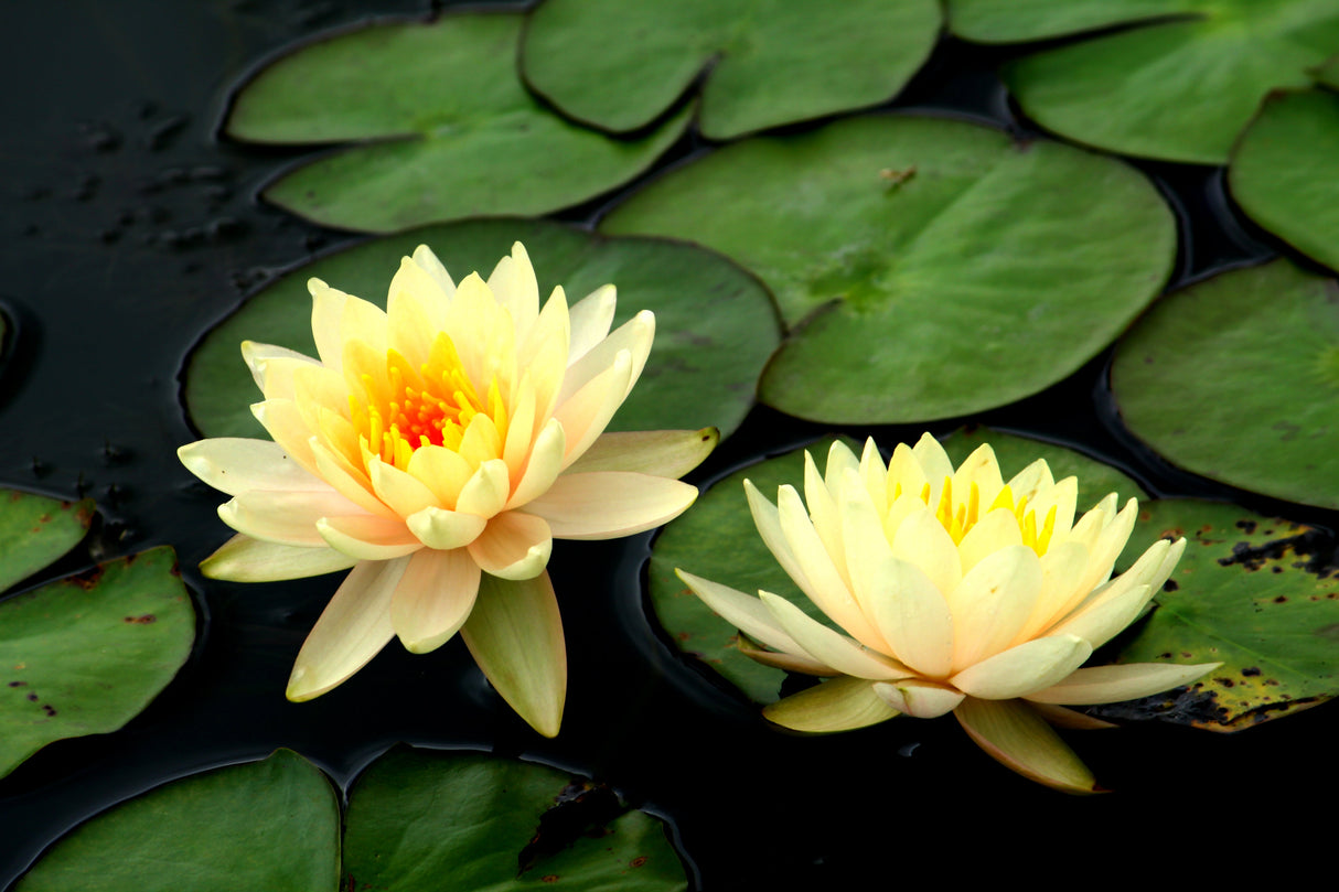 3 Organic Mixed Colors LOTUS Nelumbo Nucifera Pond Water Lily Lilypad Blue Red Flower Large Seeds