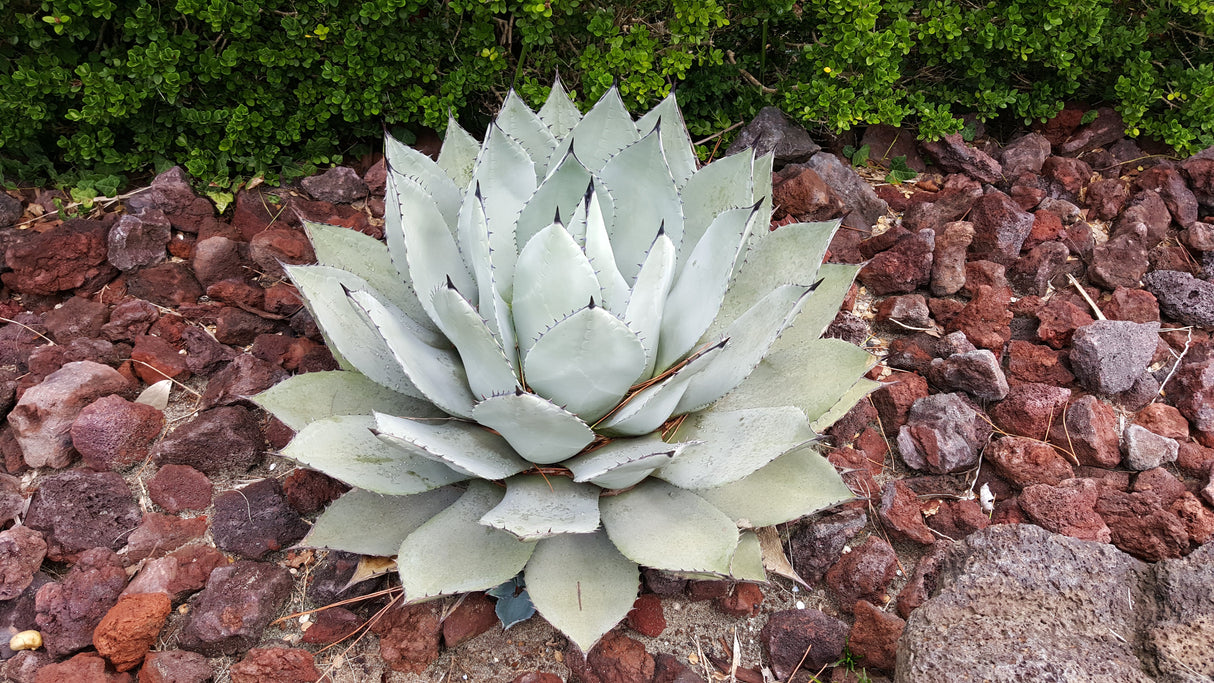 5 ARTICHOKE AGAVE Parry's Huachuca Agave Parryi Huachucensis Century Plant Succulent Cactus Seeds