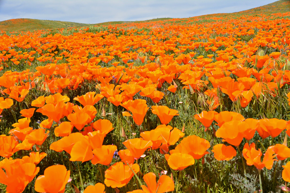 1000 MIXED Colors CALIFORNIA POPPY (Ballerina / Mission Bells) Eschscholzia Californica Flower Seeds