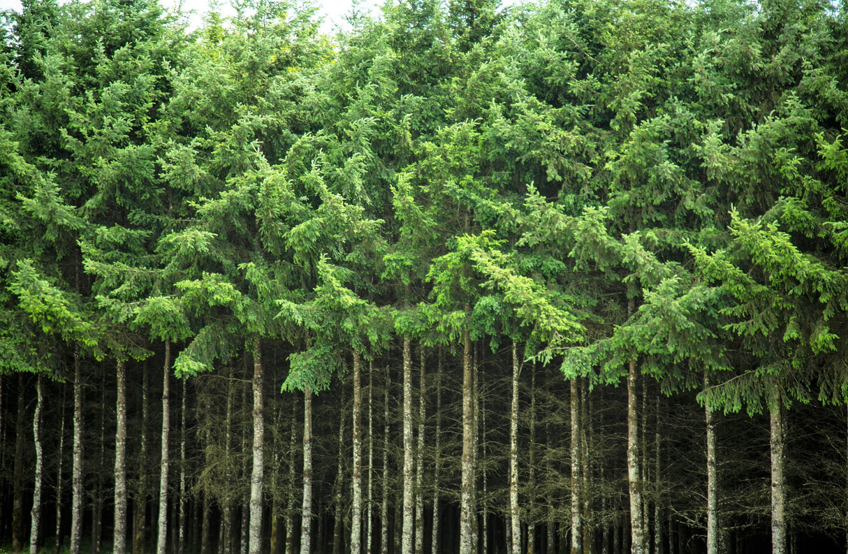 Grow Your Own CHRISTMAS TREE - Douglas Fir ( Pseudotsuga Menziesii ) Gift Packet of Tree Seeds