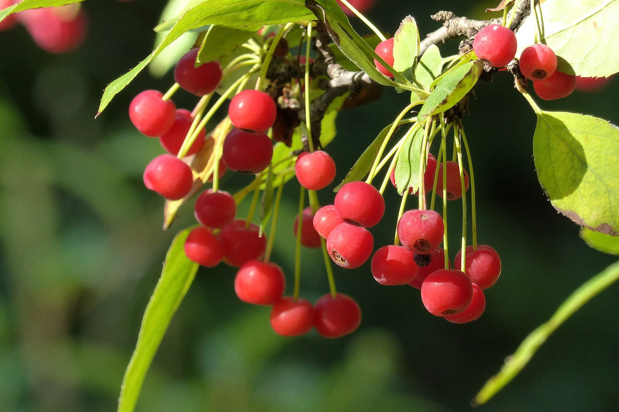 30 Sargent CRAB APPLE Shrub Hummingbird Flower White Red Malus Sargentii Seeds