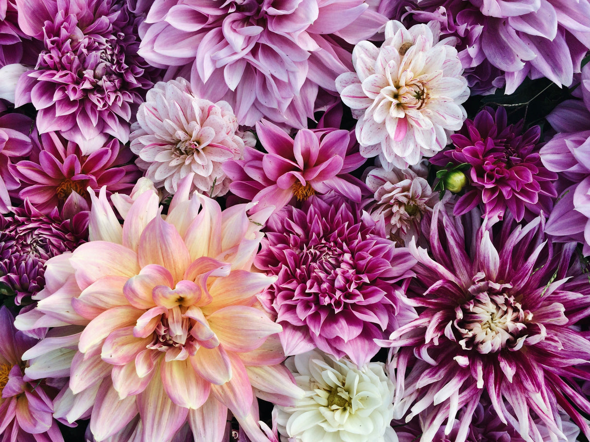 50 EARLY BIRD DAHLIA Mixed Colors Flower Seeds