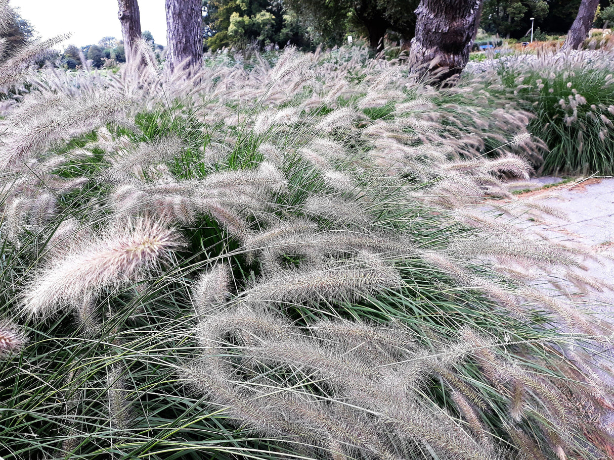 25 DWARF FOUNTAIN GRASS Pennisetum Alopecuroides Hardy Ornamental White Plume Seeds
