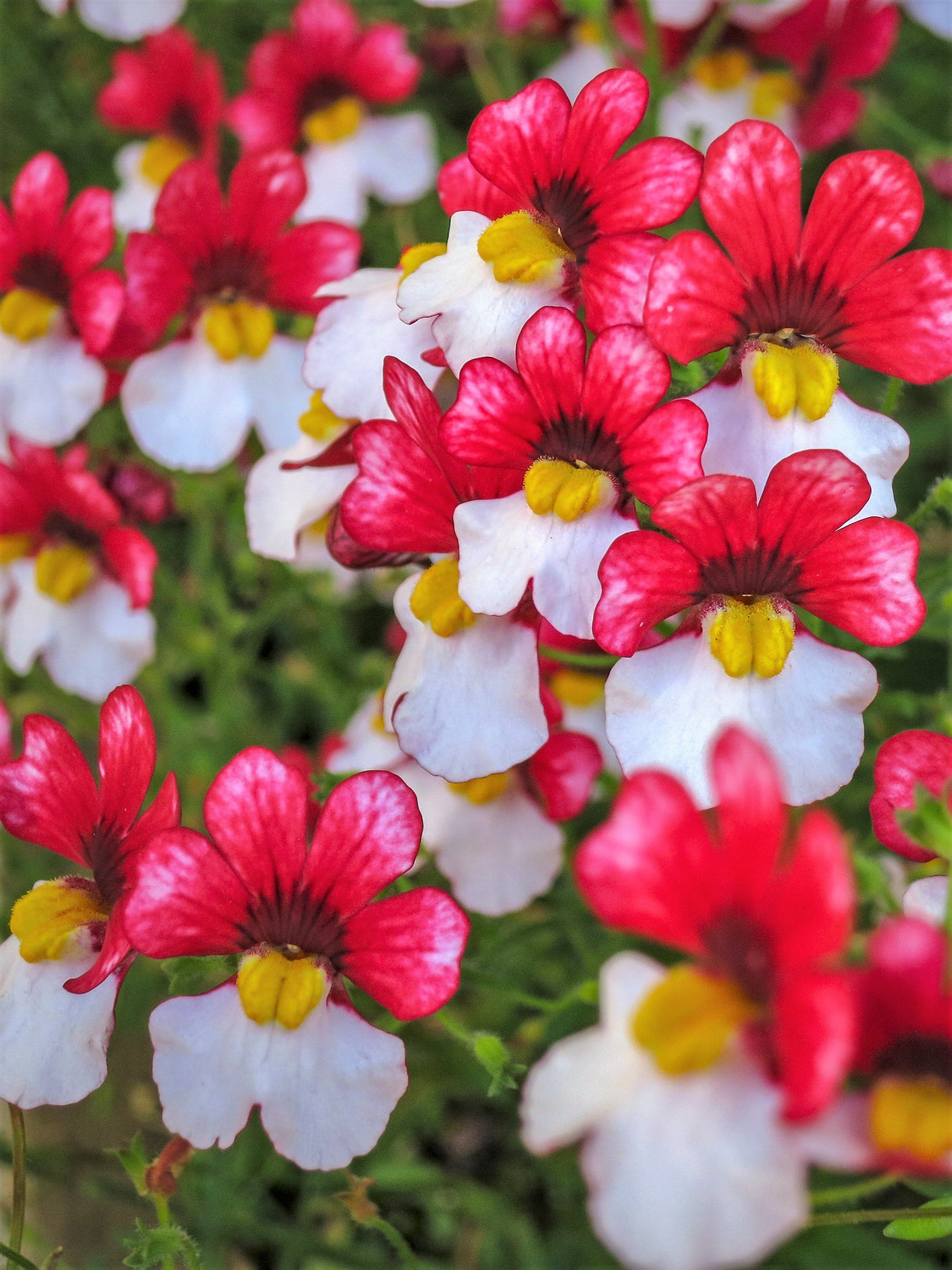 50 RED & WHITE NEMESIA Strumosa Danish Flag Fragrant Bicolor Flower Seeds