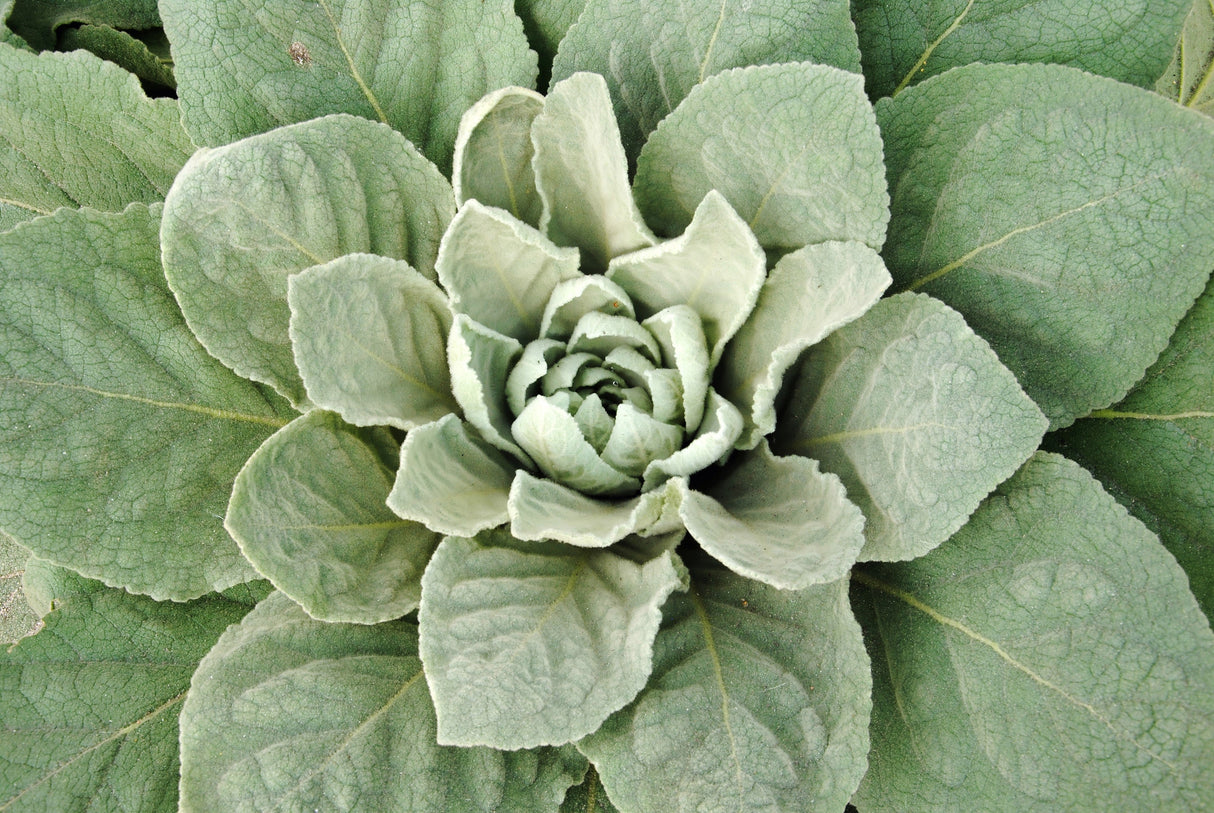 150 YELLOW VERBASCUM Thapsus Common Mullein Flower Herb Seeds