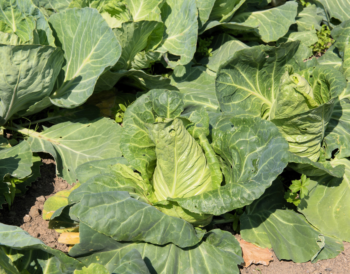 300 CHARLESTON WAKEFIELD CABBAGE Heirloom Cone Brassica Oleracea Vegetable Seeds