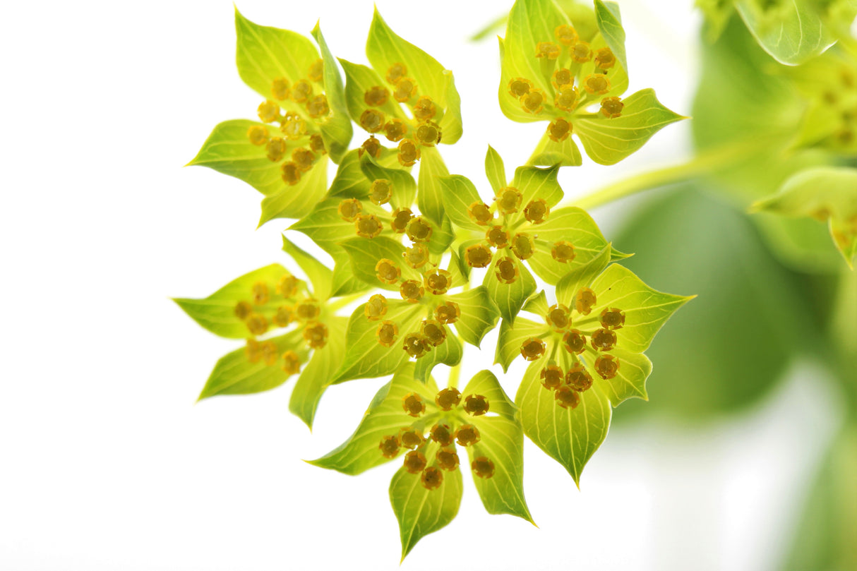 100 GREEN GOLD BUPLEURUM Griffithii Rotundifolium Hares Ear Thoroughwax Flower Seeds