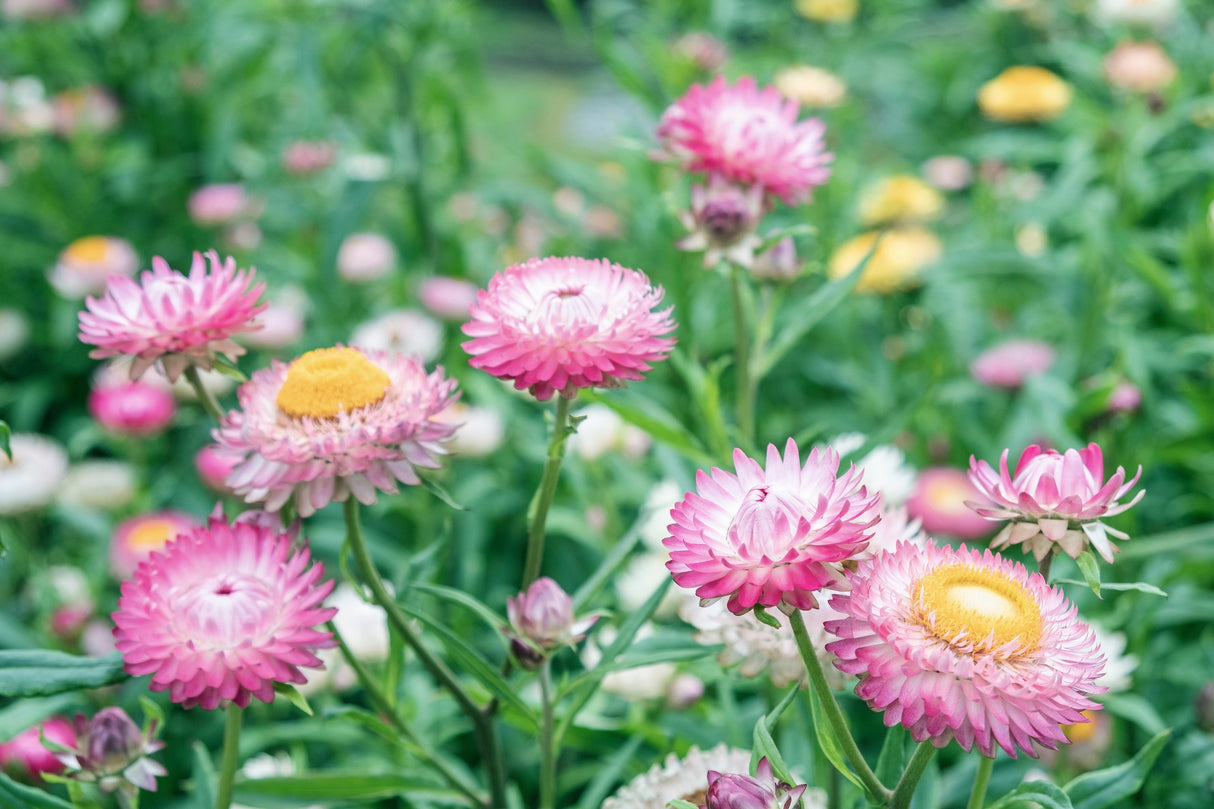 50 PINK DOUBLE STRAWFLOWER Helichrysum Xerochrysum Bracteatum Flower Seeds