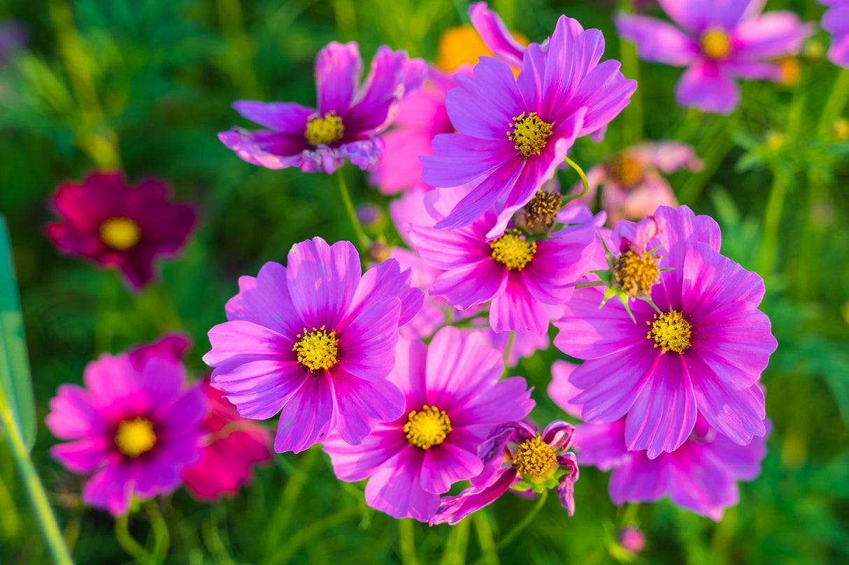 300 GLORIA COSMOS Bipinnatus 2-Tone Pink Fast Growing Flower Seeds