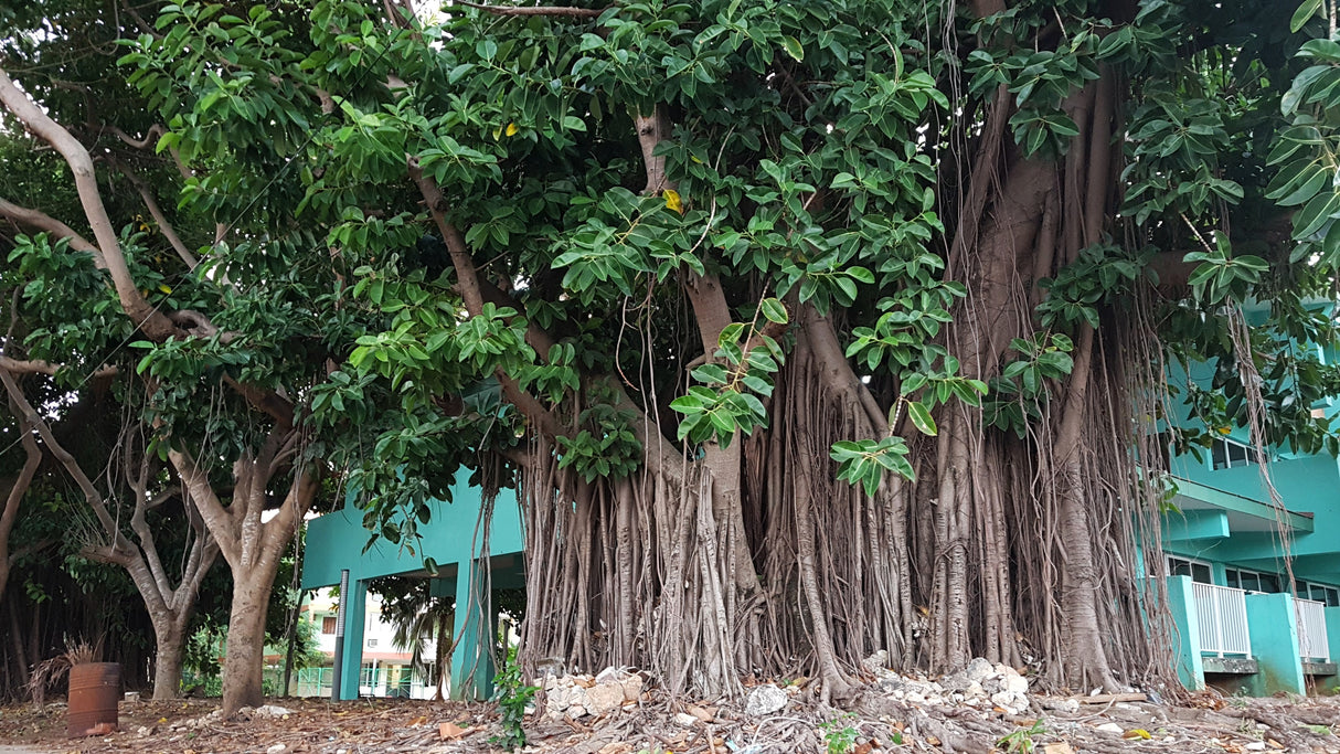 50 BANYAN / BANYAN FIG TREE East Indian Ficus Benghalensis Aerial Root Houseplant Seeds