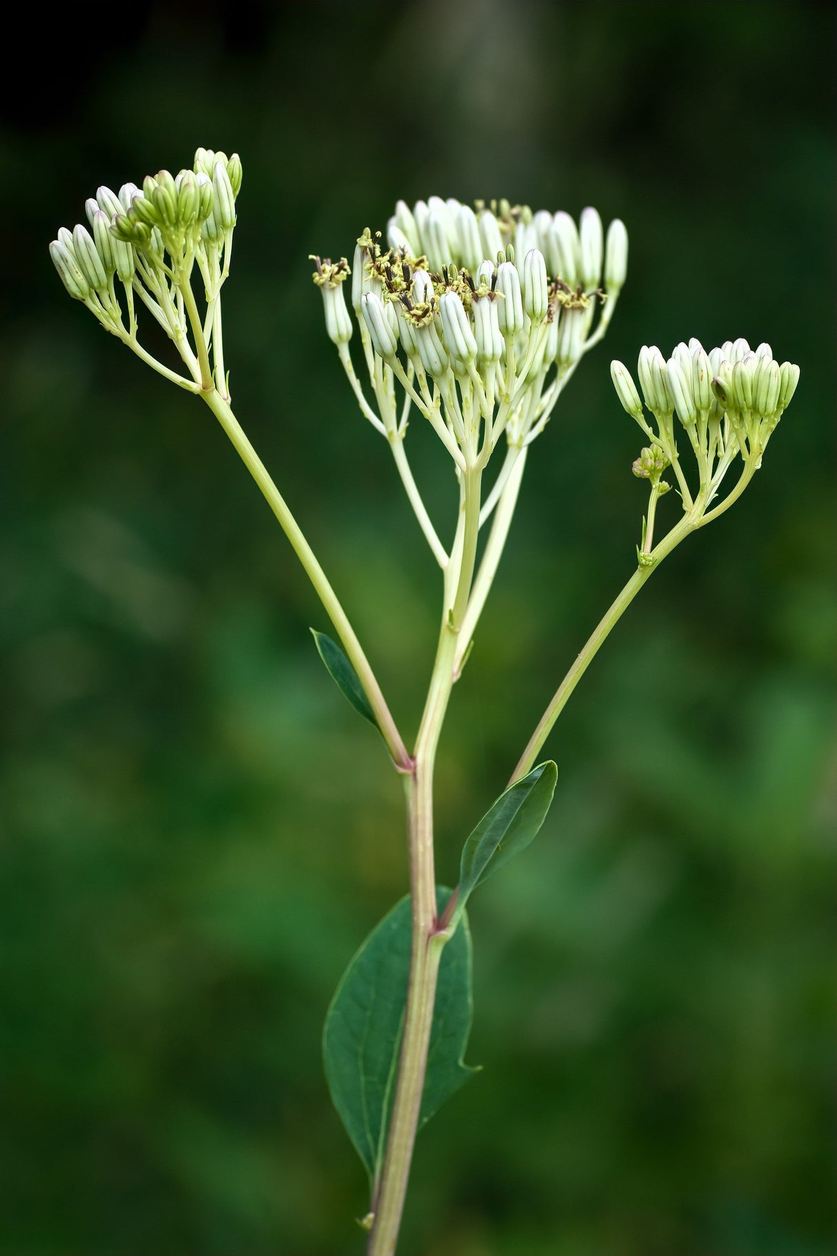 50 GREAT INDIAN PLANTAIN Cacalia Muhlenbergii White Flower Seeds