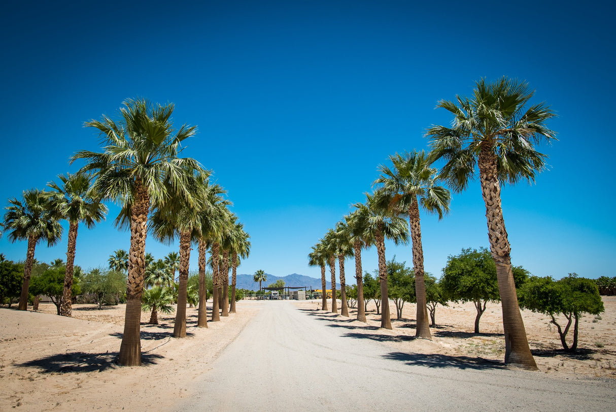 30 CALIFORNIA FAN PALM Tree Petticoat Arizona Desert Washingtonia Filifera Seeds