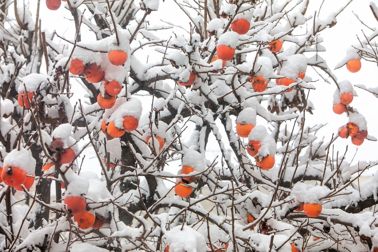 10 ITALIAN PERSIMMON TREE Dateplum Date Plum Fruit Diospyros Lotus Seeds