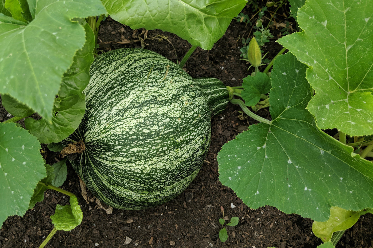 30 Green Striped CUSHAW SQUASH PUMPKIN (Tennessee Sweet Potato Squash) Cucurbita Mixta Vegetable Seeds