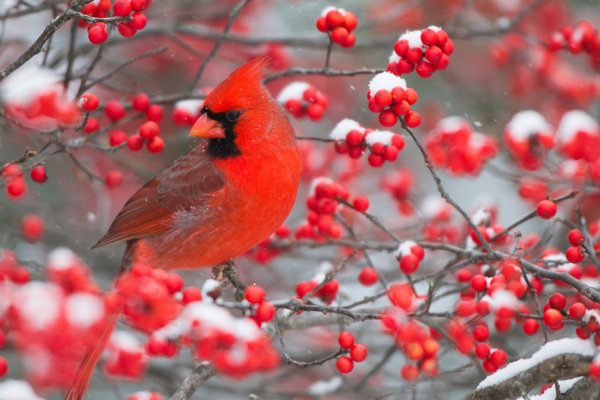 50 WINTERBERRY Holly Ilex Verticillata - Candian Holly / Fever Bush / Black Alder Tree Shrub Red Berry White Flower Seeds