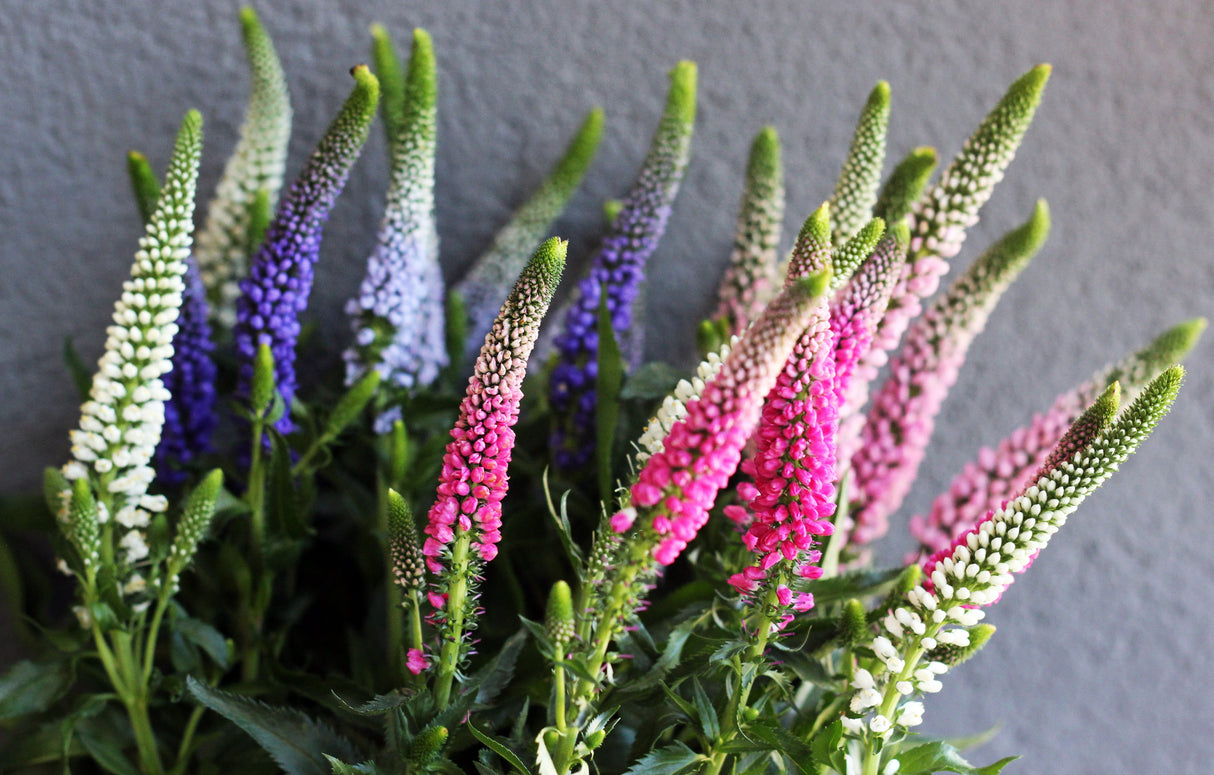 50 Mixed Colors VERONICA SIGHTSEEING MIXTURE (Spike Speedwell) Veronica Spicata Flower Seeds