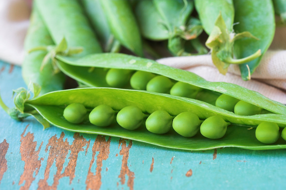 50 GREEN ARROW PEA Heirloom Shelling English Pisum Sativum Vegetable Seeds