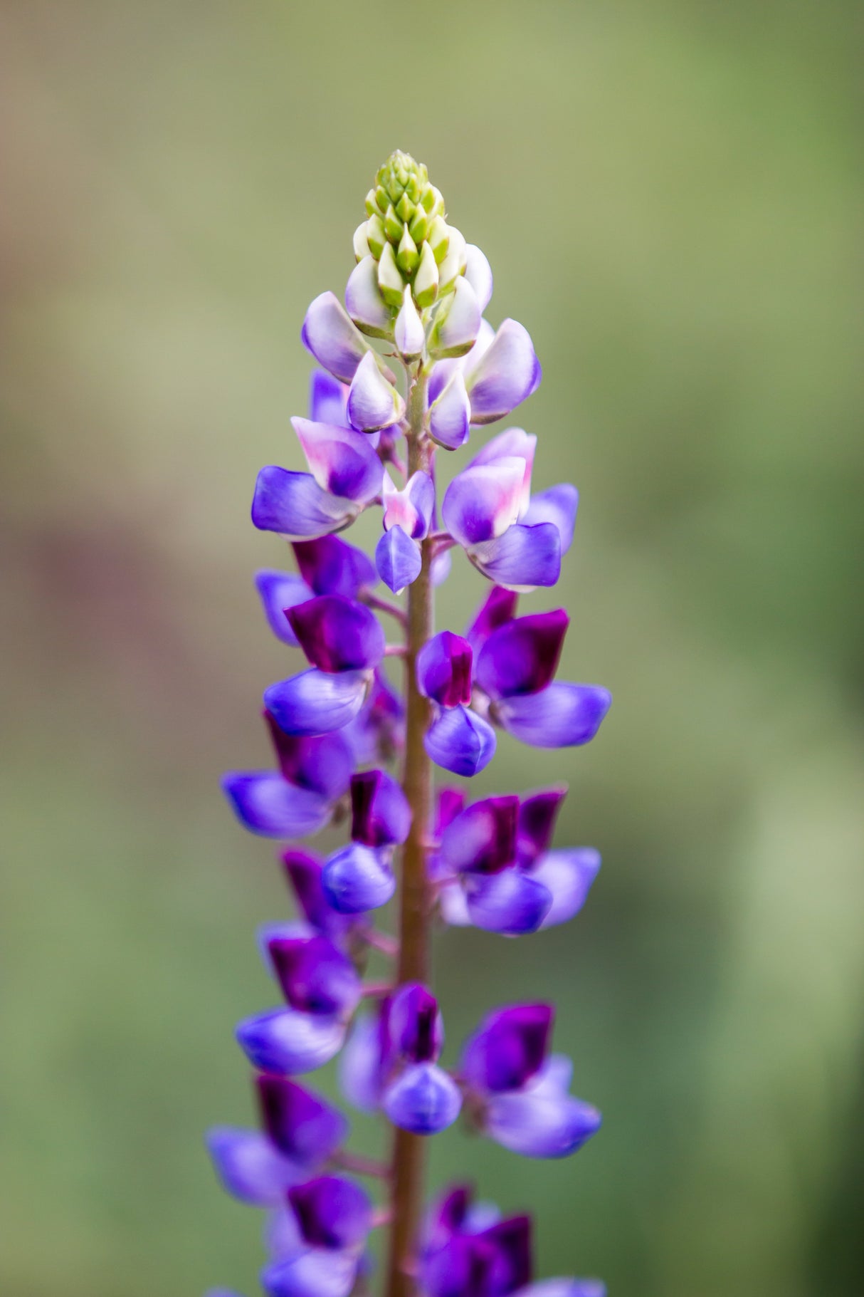 100 ARROYO LUPINE (Hollowleaf Lupine / Succulent Lupine) Lupinus Succulentus Flower Seeds