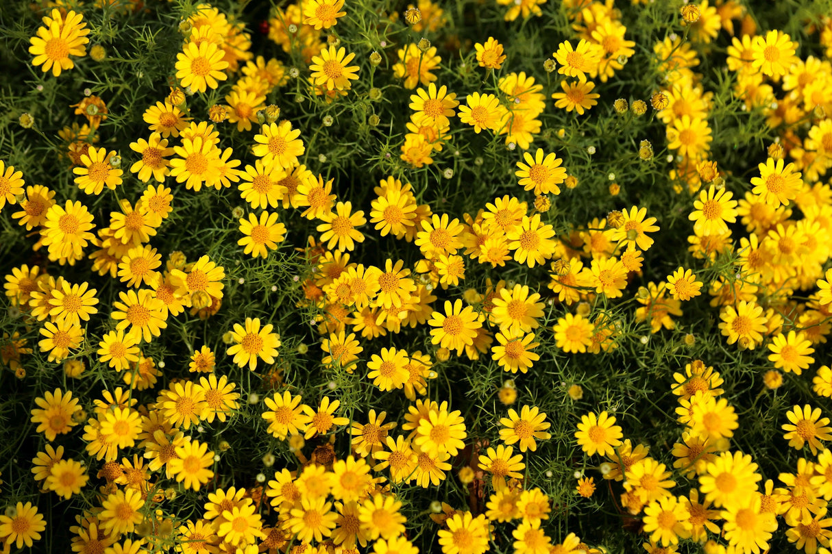 1000 DAHLBERG DAISY Thymophylla Tenuiloba Yellow Flower Seeds - aka Golden Fleece, Gold Carpet, Shooting Star