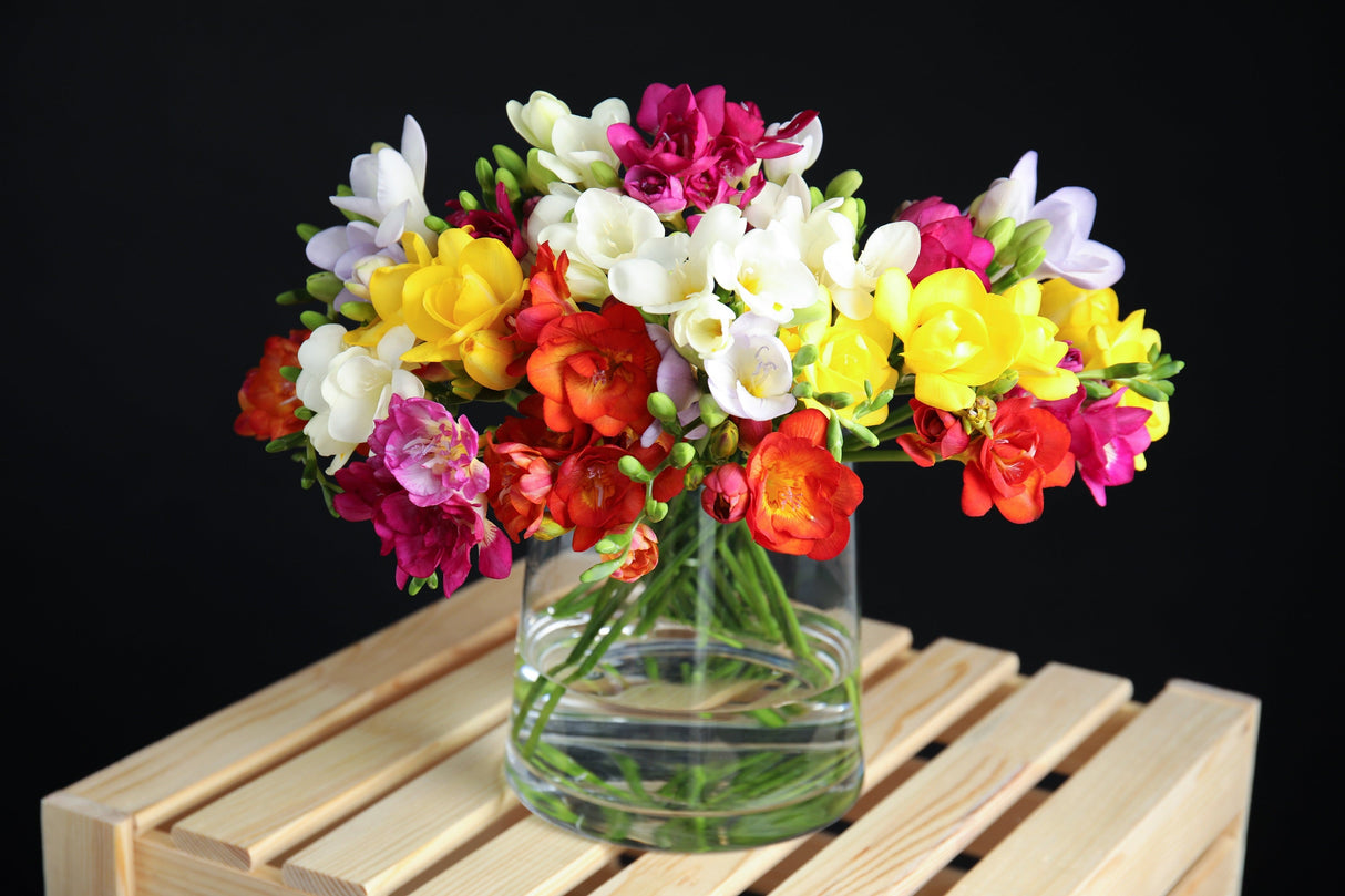 5 ROYAL CHAMPION Mix FREESIA Mixed Colors Pink Blue Purple Yellow Red Orange Flower Seeds