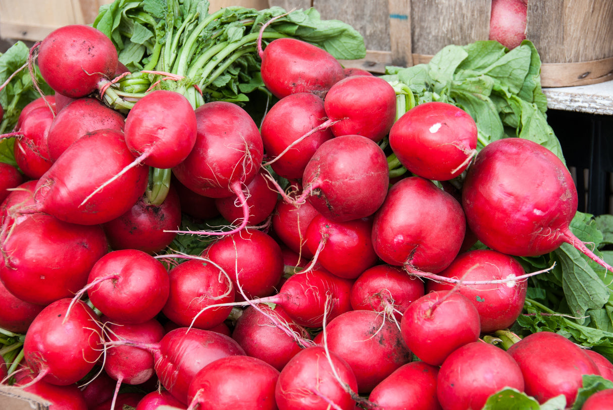 2000 CRIMSON GIANT RADISH Raphanus Sativus Vegetable Seeds