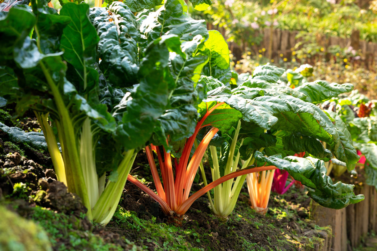 150 RAINBOW MIX SWISS CHARD Mixed Colors Beta Vulgaris Vegetable Seeds