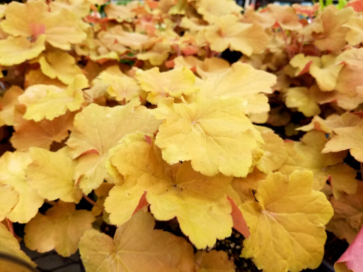 1200 Mixed Colors CORAL BELLS HEUCHERA Shade Flower Seeds