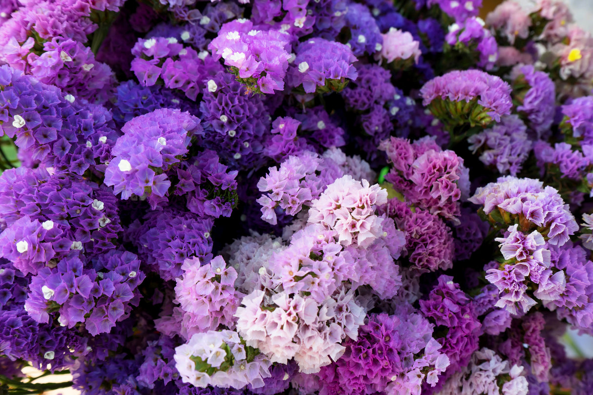 50 Pacific Mix STATICE (Sea Lavender) Mixed Colors Limonium Sinuatum Flower Seeds
