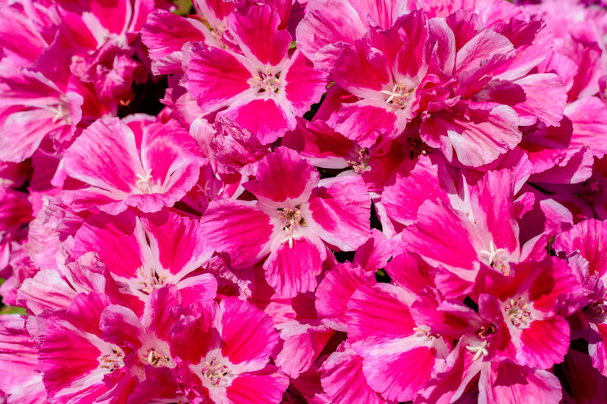 500 Pink FAREWELL TO SPRING Clarkia Elegans Godetia Flower Seeds
