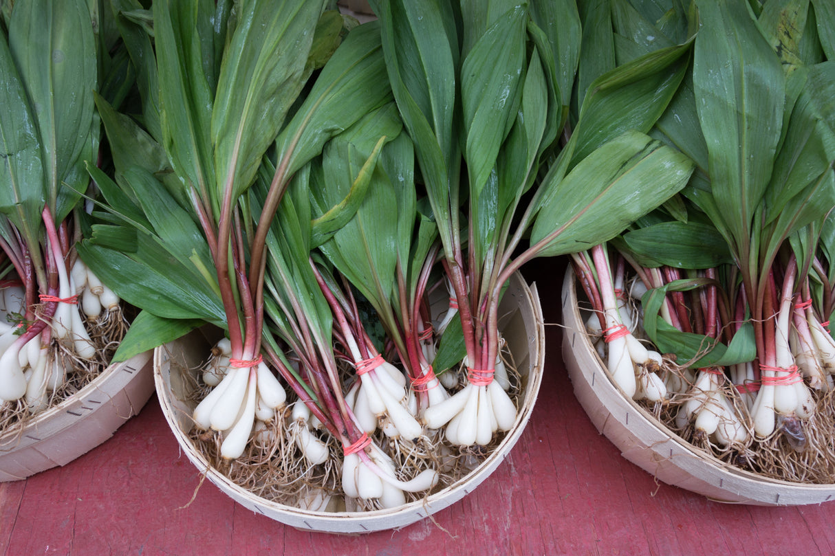 20 RAMP / WILD LEEK Allium Tricoccum Ramps Vegetable Herb White Shade Flower Seeds