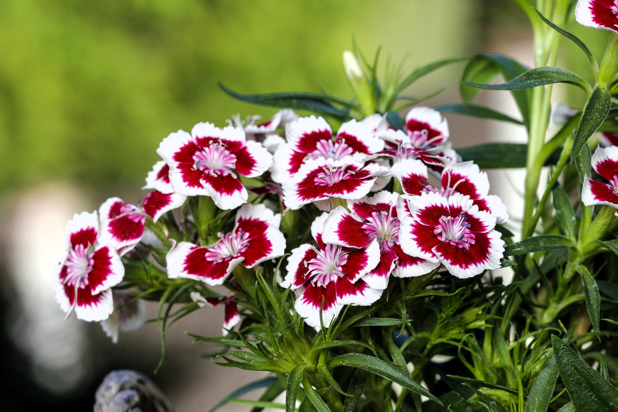 50 HOLBORN GLORY DIANTHUS Barbatus Red & White Sweet William Flower Seeds