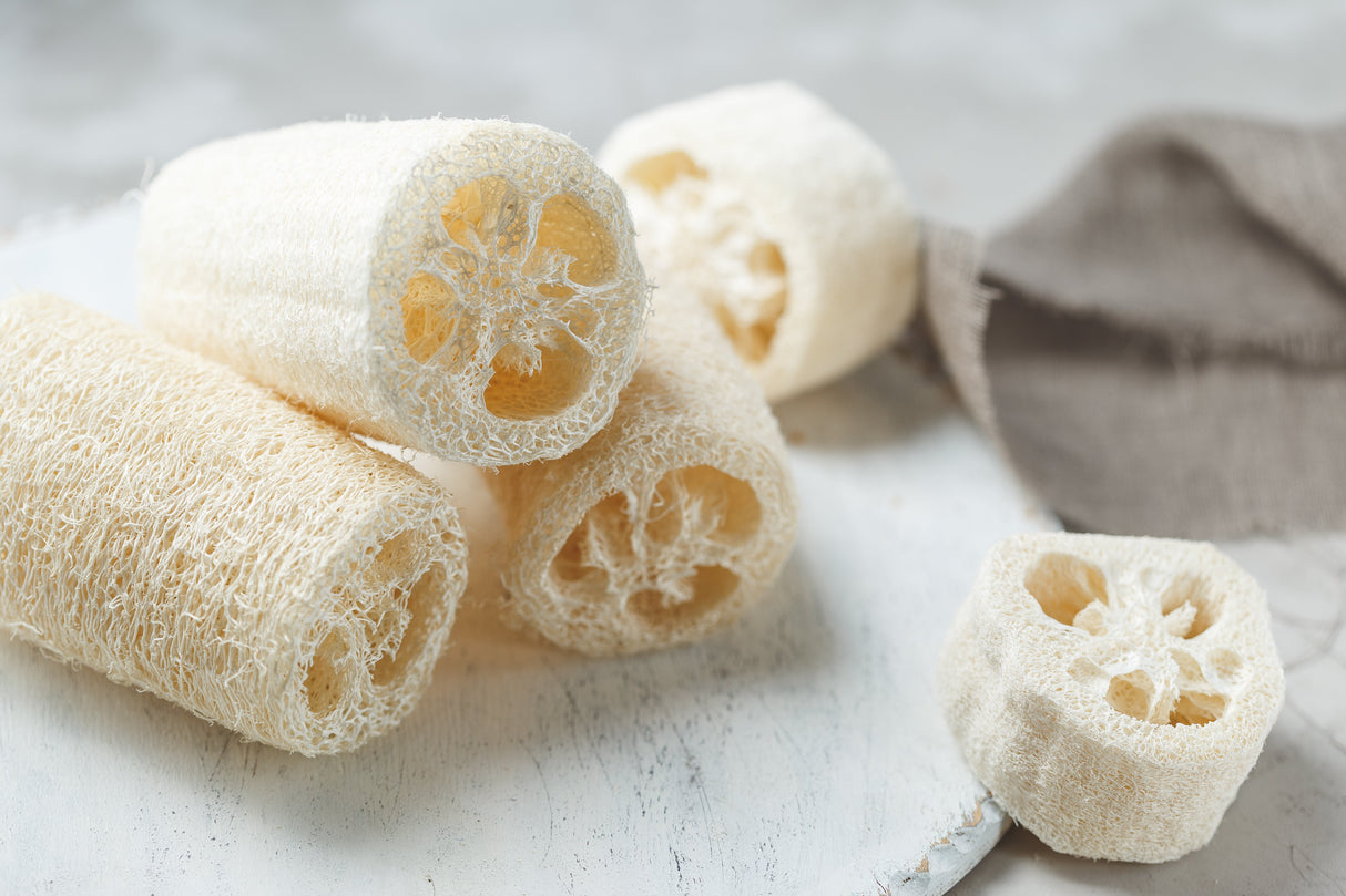 25 LUFFA SPONGE GOURD (Vegetable Sponge / Smooth Luffa / Sponge Loofa / Climbing Okra / Dishrag Gourd) Luffa Cylindrica Vine Seeds