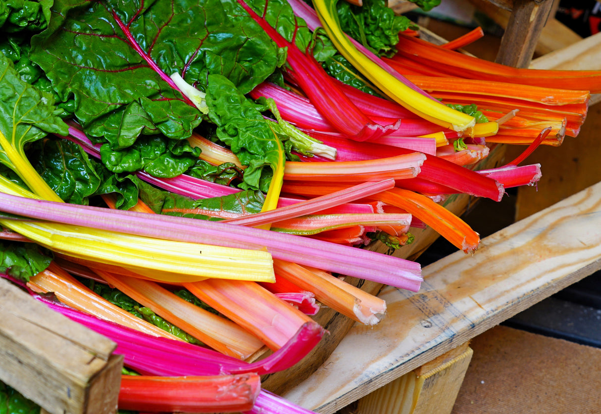 150 Mixed Colors NORTHERN LIGHTS SWISS CHARD (Perpetual Spinach) Beta Vulgaris Cicla Vegetable Seeds
