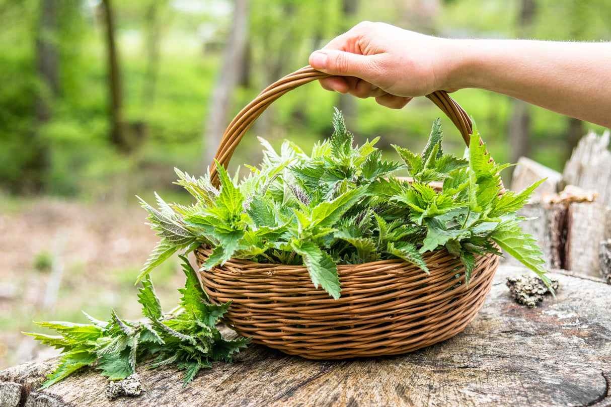 200 STINGING NETTLE Urtica Dioica (aka Common, California, or Bull Nettle / Tread Softly) Flower Seeds