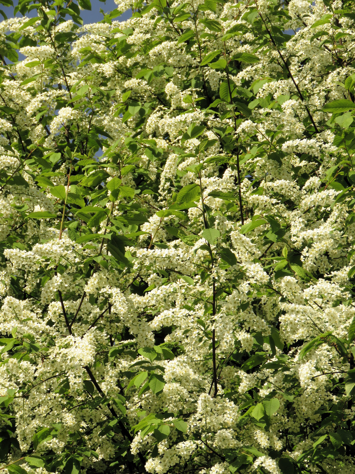 30 BLACK CHERRY Fruit Tree Prunus Serotina Fragrant White Flowers Seeds