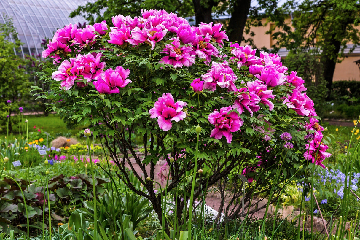 10 TREE PEONY Mountain Paeony Paeonia Suffruticosa Arborea Mixed Colors Red Pink White Purple Yellow Bicolor Flower Shrub Seeds