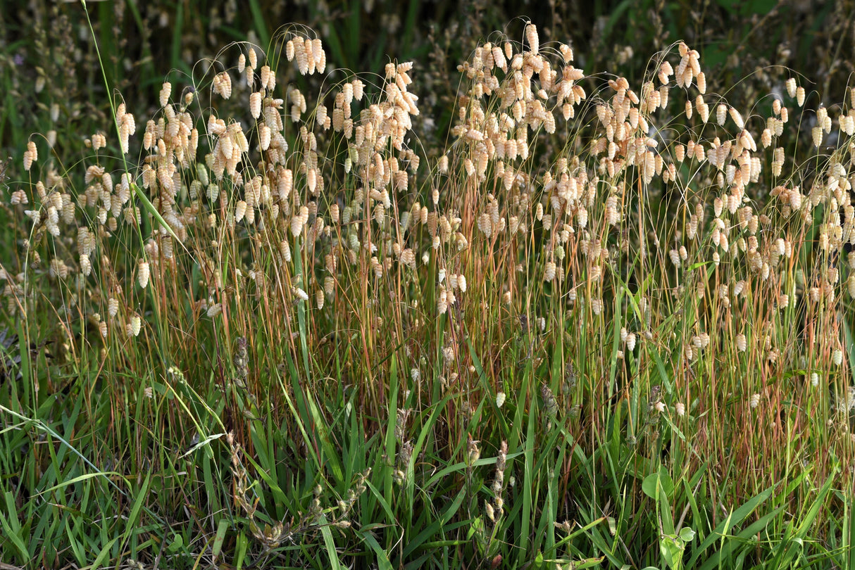 100 QUAKING GRASS (Rattlesnake Grass) Briza Maxima Seeds