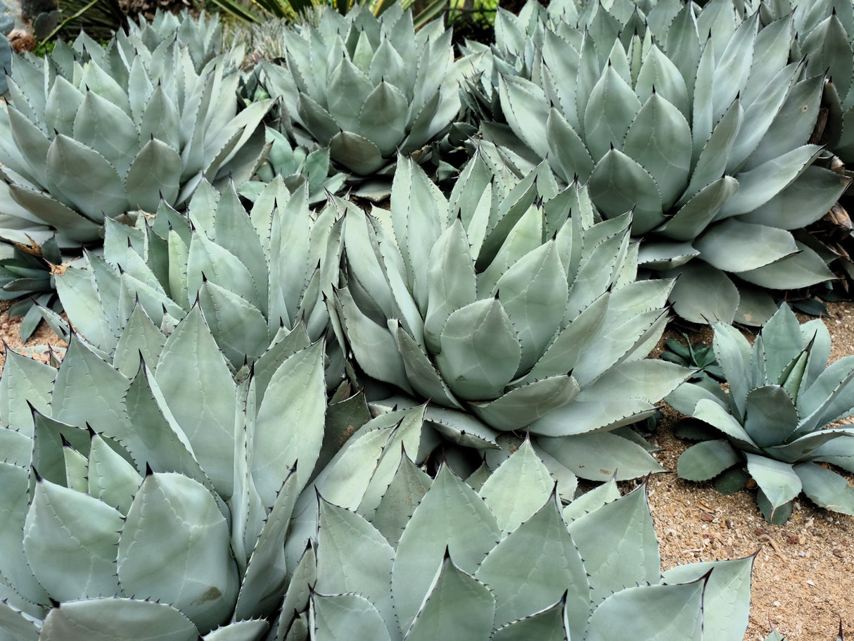 5 ARTICHOKE AGAVE Parry's Huachuca Agave Parryi Huachucensis Century Plant Succulent Cactus Seeds