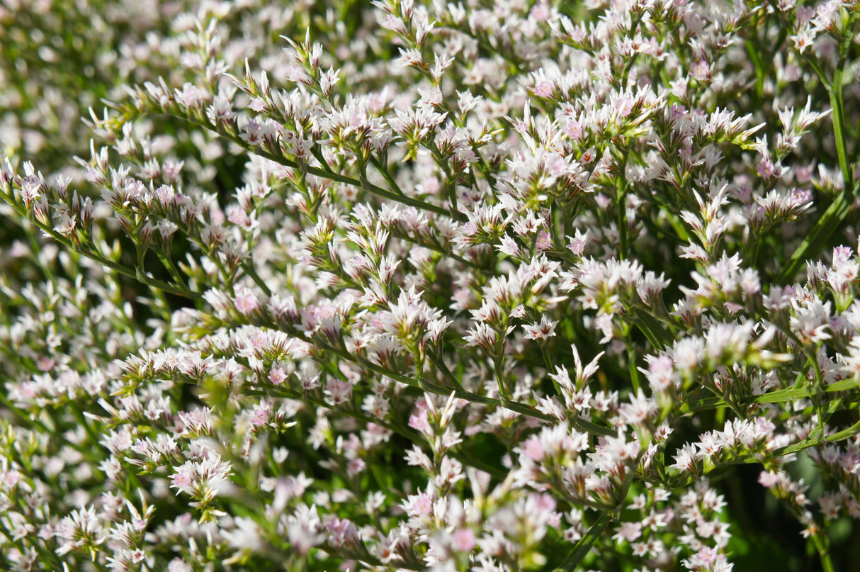 30 GERMAN STATICE White Sea Lavender Goniolimon Tataricum Limonium Flower Seeds