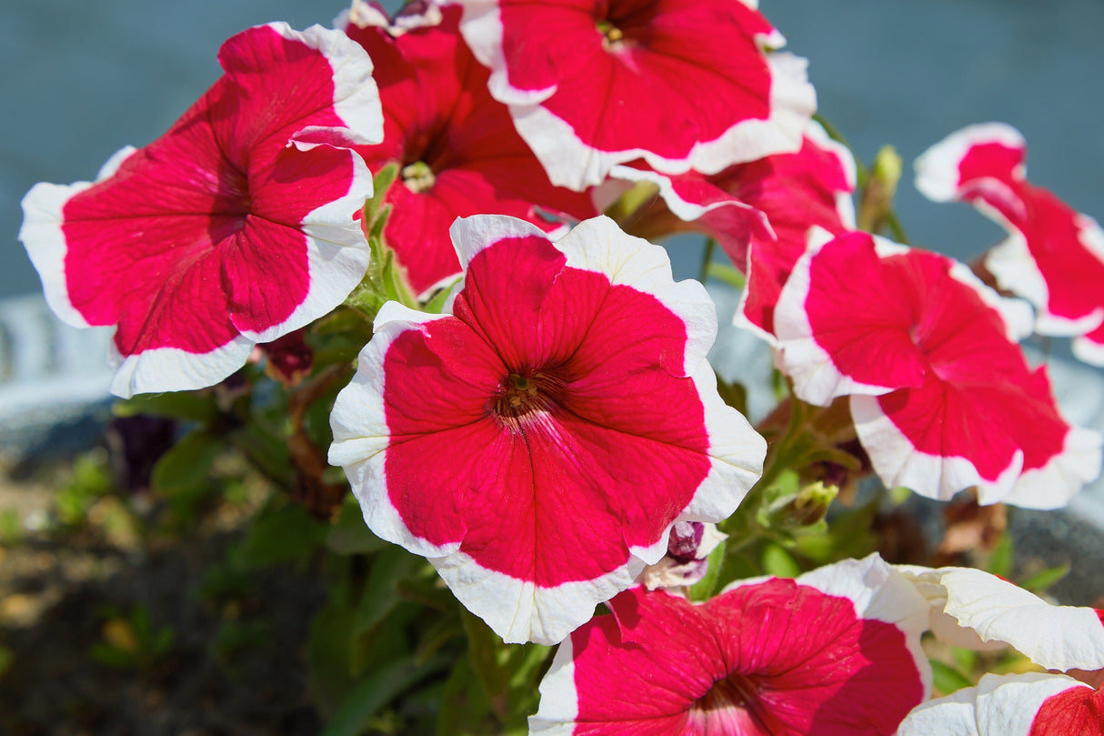 50 PICOTEE MIX PETUNIA Multiflora Mixed Colors Bicolor White Blue Purple Pink Red Flower Seeds