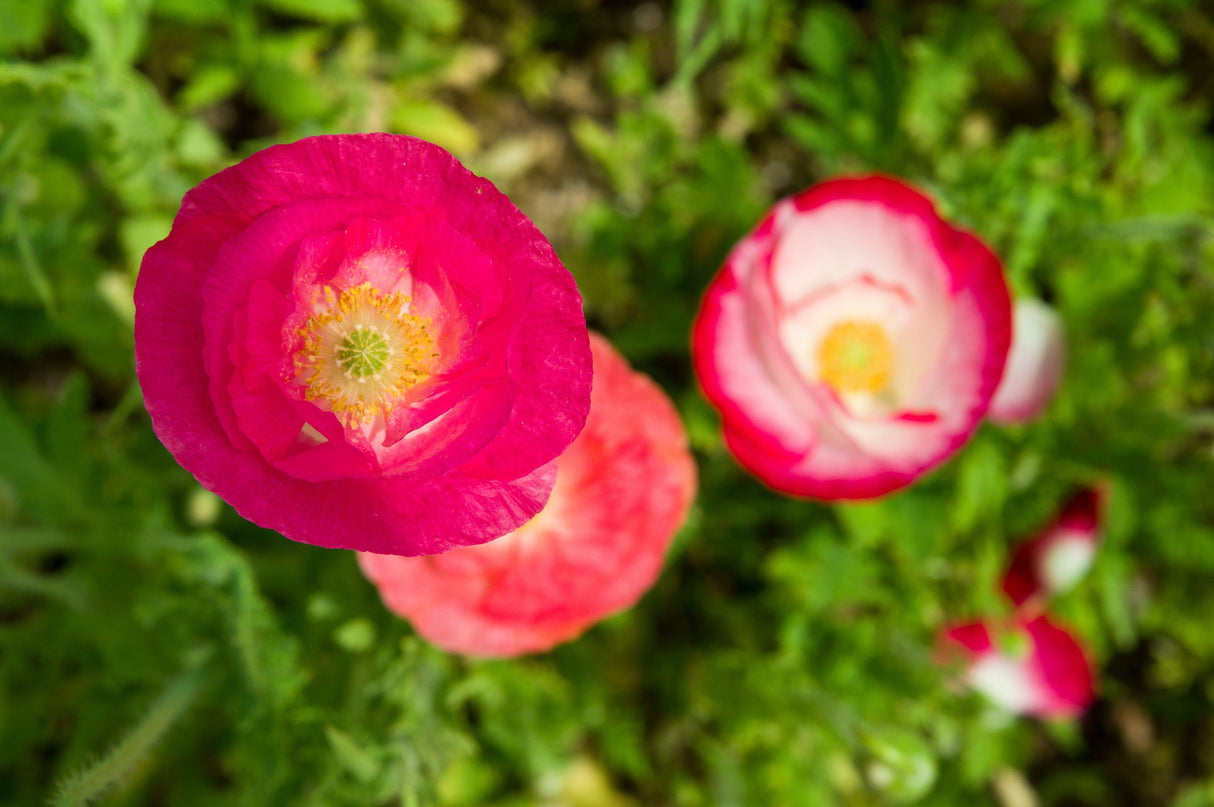 1000 Mixed Colors DOUBLE SHIRLEY POPPY Papaver Rhoeas Flower Seeds