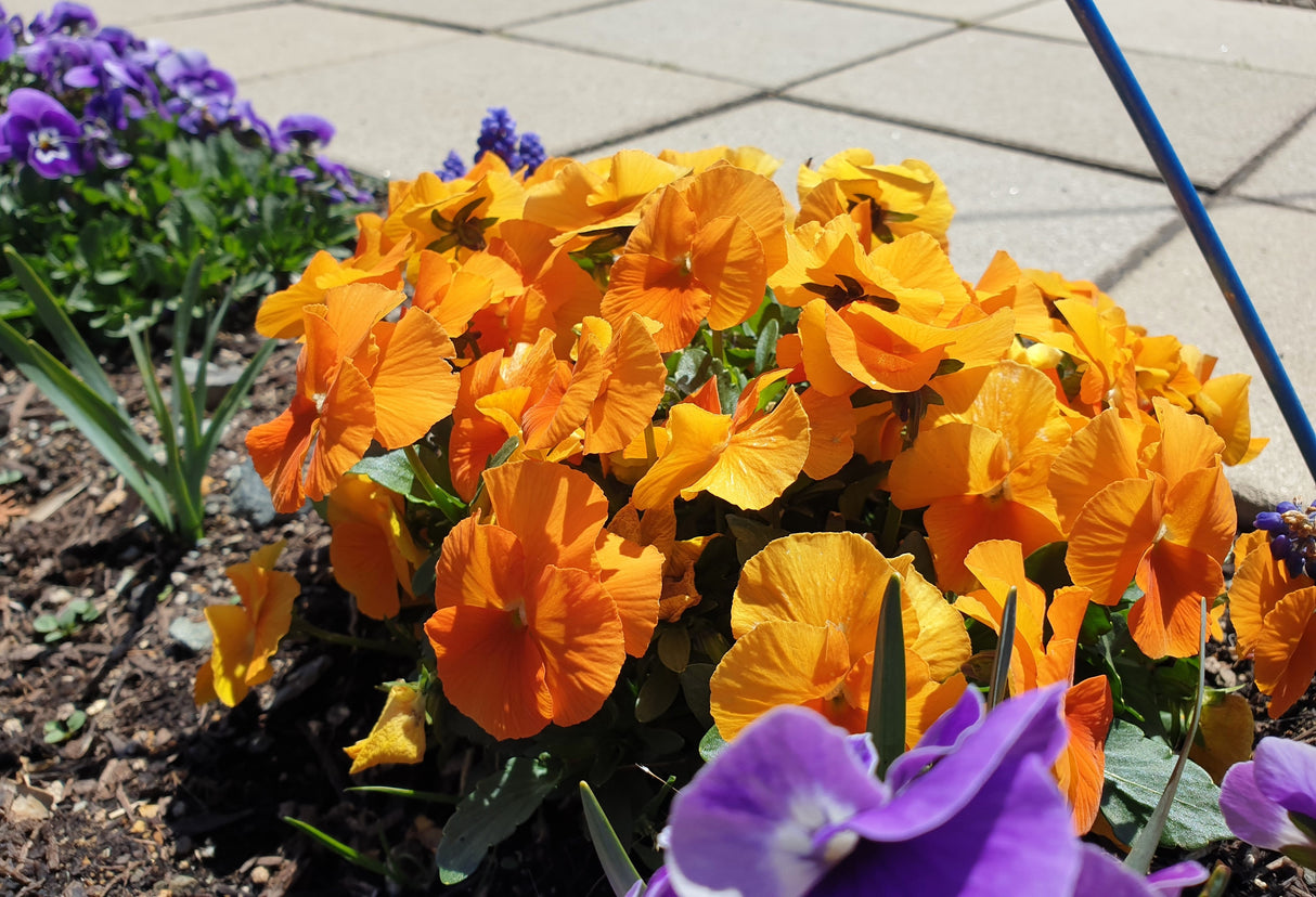 50 ORANGE SUN PANSY Swiss Giant Viola Wittrockiana Flower Seeds
