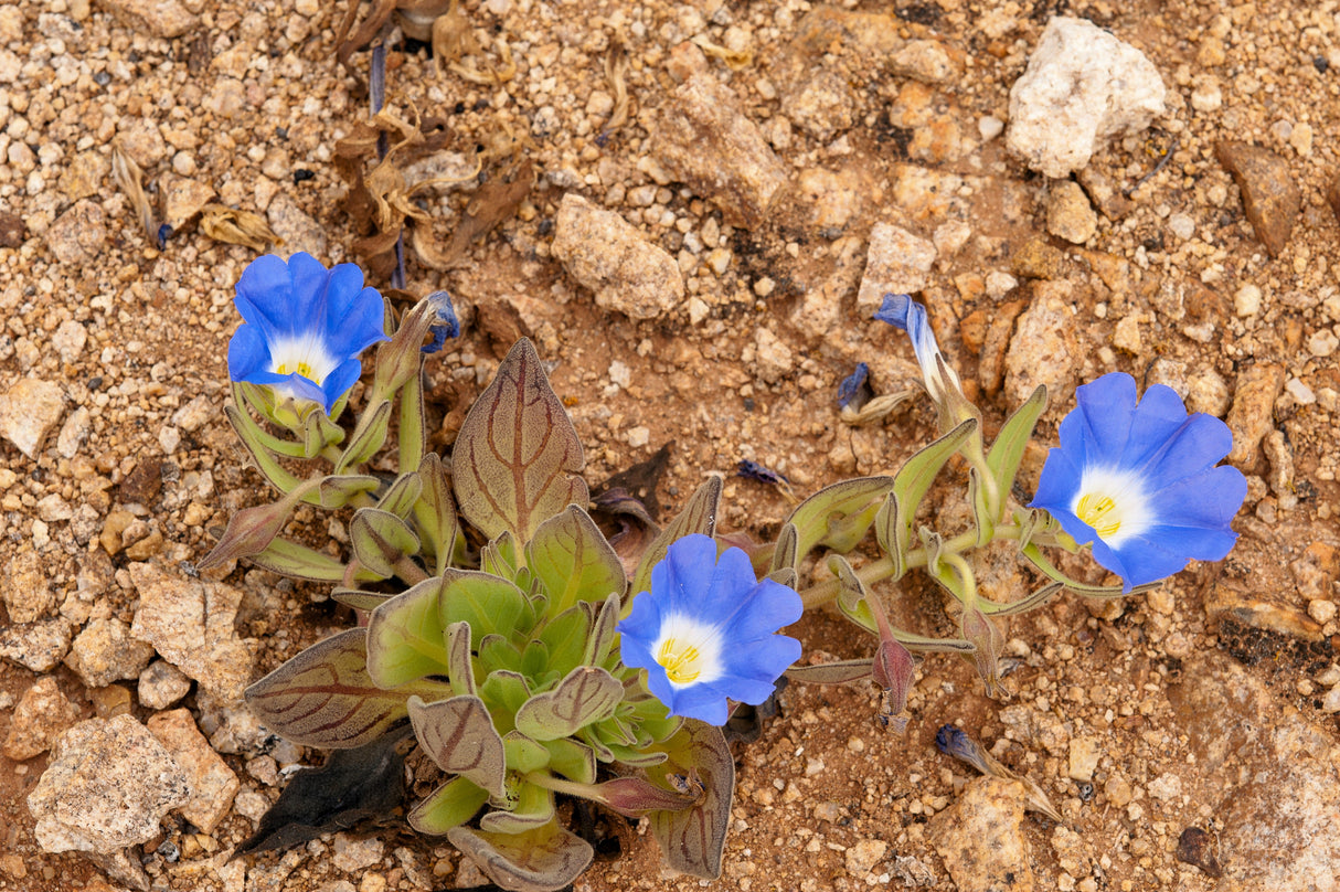 25 BLUE CHILEAN BELLFLOWER Nolana Paradoxa Succulent Ground Cover Flower Seeds