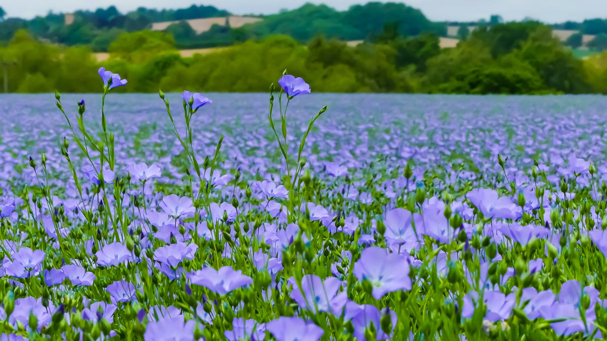 100 BLUE FLAX (Prairie Flax / Lewis Blue Flax) Linum Perenne Lewisii Flower Seeds