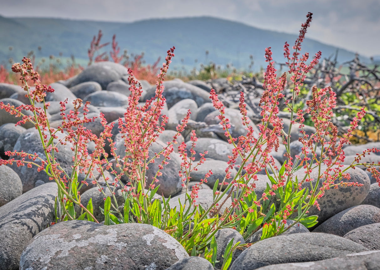 100 SHEEP SORREL Rumex Acetosella Red Field Sorrel Sour Weed Herb Flower Seeds