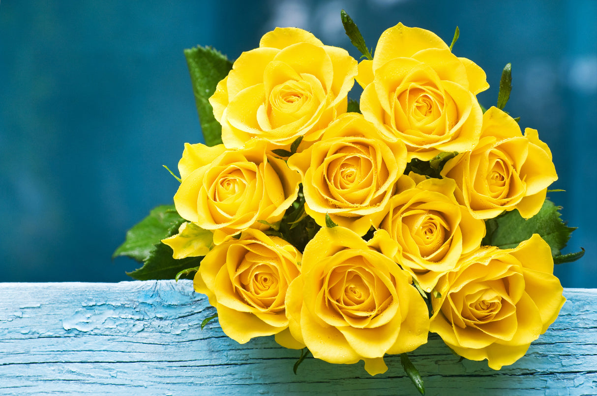 5 YELLOW ROSE Rosa Bush Shrub Perennial Flower Seeds