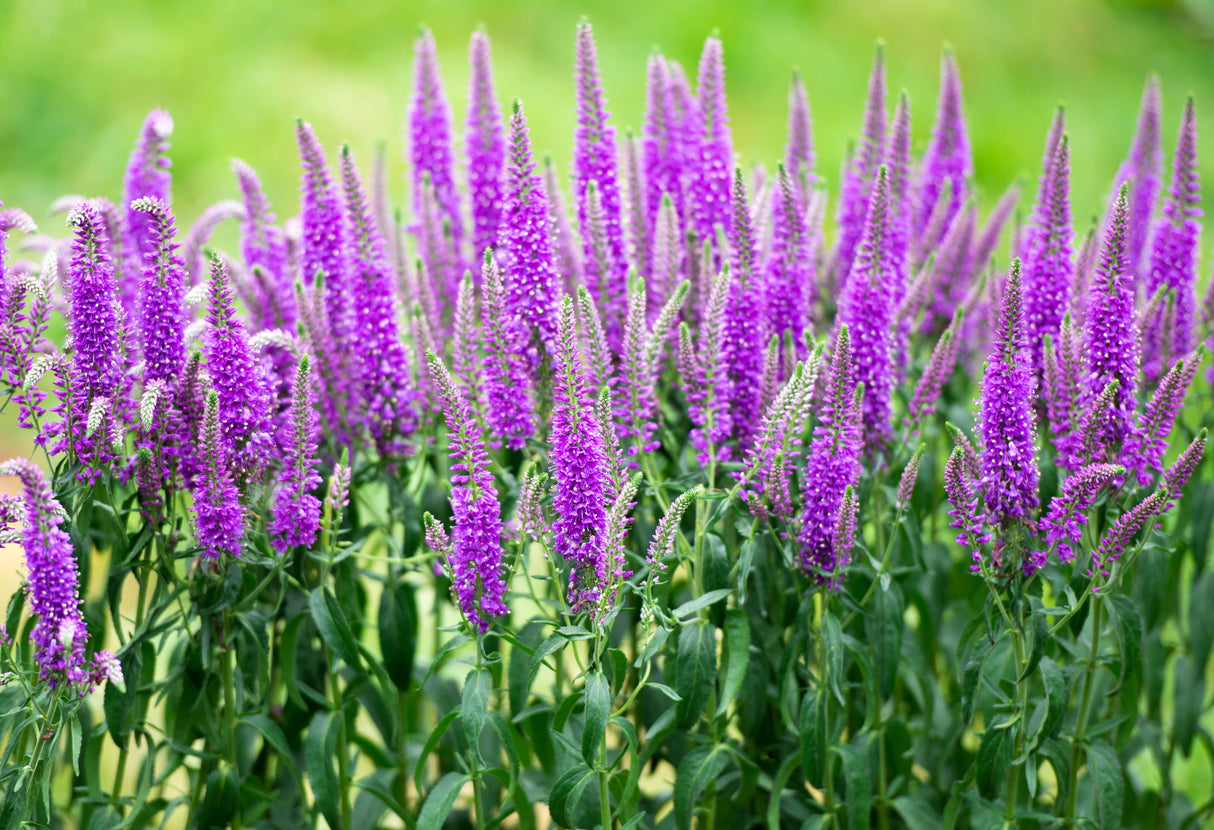 50 Mixed Colors VERONICA SIGHTSEEING MIXTURE (Spike Speedwell) Veronica Spicata Flower Seeds