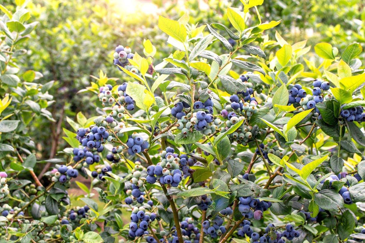 50 Northern HIGHBUSH BLUEBERRY BUSH Vaccinium Fruit Shrub Blue Berry White Flower Seeds